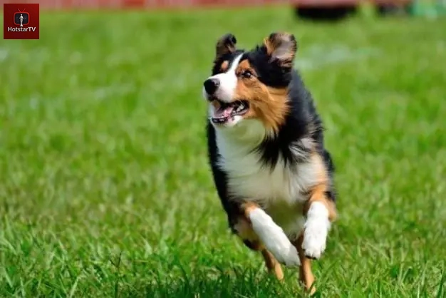 Phân Tích Giá Chó Border Collie Trên Thị Trường Theo Nguồn Gốc Và Chất Lượng