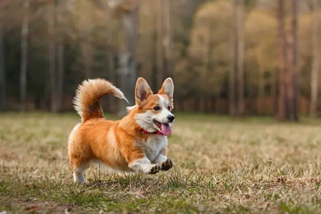 Những Yếu Tố Quan Trọng Khi Chọn Mua Chó Phốc Sóc