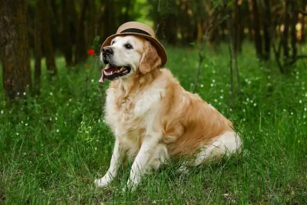 Golden Retriever Đực Hay Cái Phù Hợp Hơn Với Gia Đình Bạn?