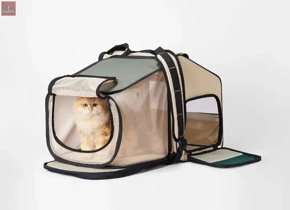 PIDAN – Khi tình yêu mèo trở thành một hệ giá trị